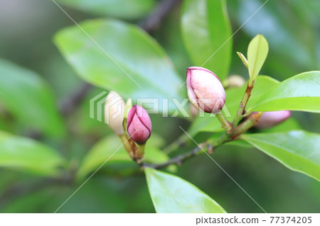 Safflower Tang dynasty flower (Safflower Magnolia figo) Safflower Tang dynasty flower (Safflower Magnolia figo) 77374205