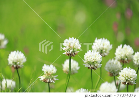 Familiar flowers, white clover Familiar flowers, white clover 77374379