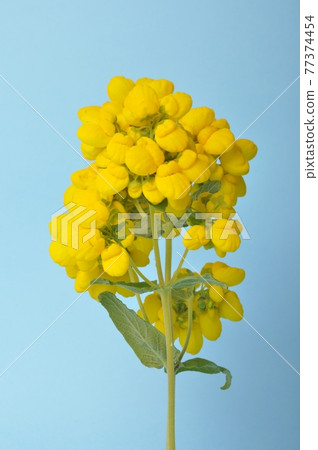 calceolaria integrifolia on a blue background 77374454