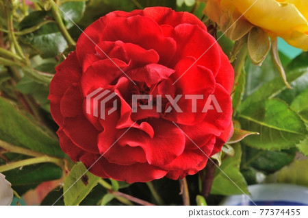 Red roses 77374455