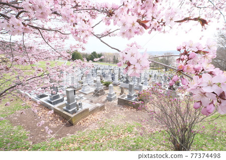 櫻花墓地 77374498