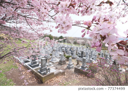 櫻花墓地 77374499