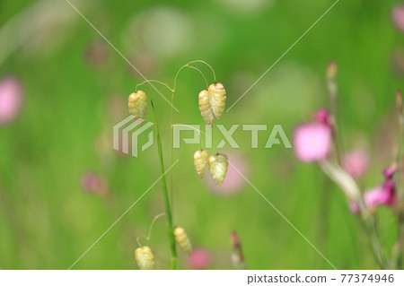 Greater quaking in the wind (from spring to early summer) 77374946