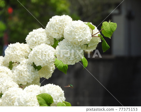 Odemari盛開 77375153