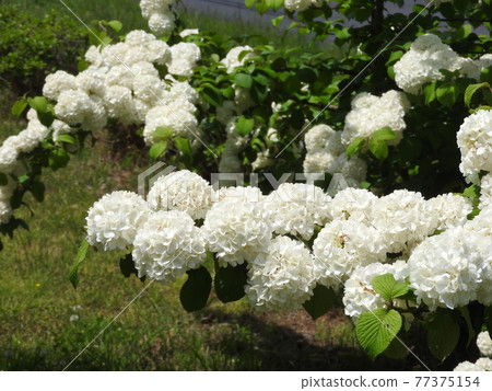 Odemari盛開 77375154