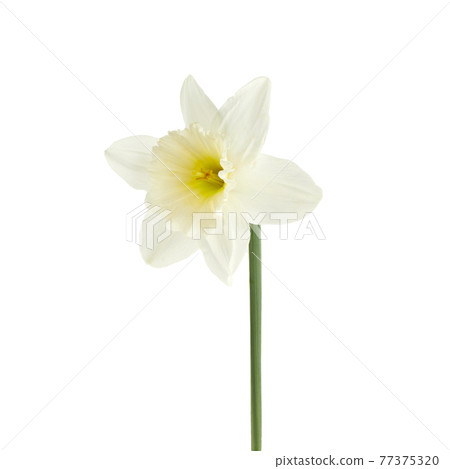 Beautiful narcissus flower isolated on white background, inclusive clipping path. 77375320