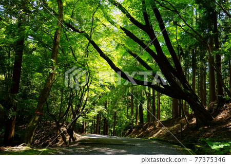 5月6日在奈良奧山車道徒步旅行 5月6日在奈良奧山車道徒步旅行 77375346