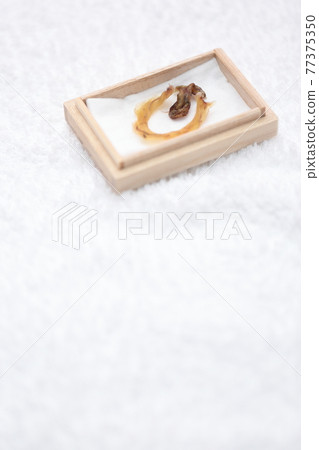 Umbilical cord from a newborn baby 77375350