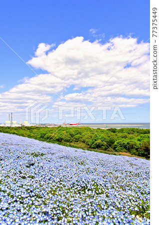 Nemophila(Hitachihama Beach Park) Nemophila(Hitachihama Beach Park) 77375449
