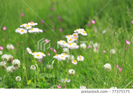 Familiar flowers, Halzion, White Clover, Evening Primrose 77375575