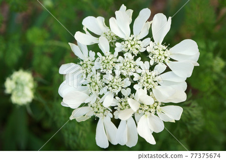 Orrea blooming in the park Orrea blooming in the park 77375674