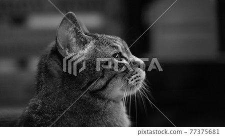 A cat going out 77375681