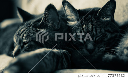 Sleeping on a cat 77375682