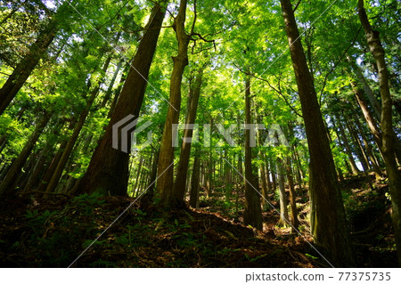 五月春日山原始森林，奈良 9 77375735
