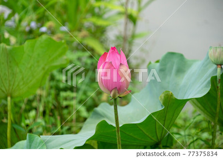 蓮花 台灣 苗栗 南庄 77375834