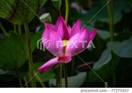 蓮花 台灣 苗栗 南庄 77375837