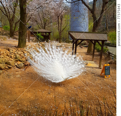 white peacock white peacock 77375843