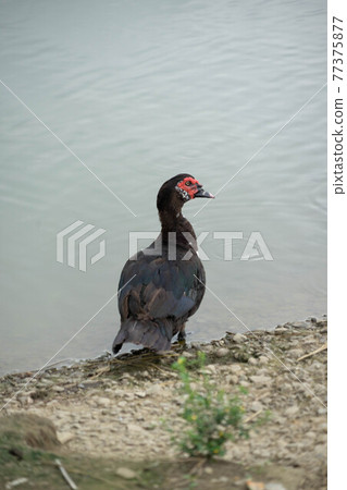 紅面番鴨 鴨 台灣 苗栗 南庄 77375877