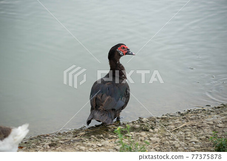 紅面番鴨 鴨 台灣 苗栗 南庄 77375878