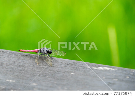 海神蜻蜓 亞洲血尾 蜻蜓 77375974