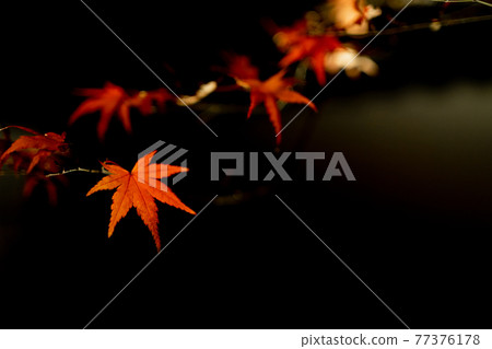 Autumn leaves maple night light up Autumn leaves maple night light up 77376178