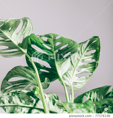 Monstera Monkey Mask Monstera Monkey Mask 77376196