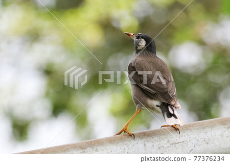 仰望天空的八哥_白頰八哥 77376234