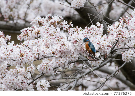 翠鳥與櫻花_普通翠鳥_櫻花 翠鳥與櫻花_普通翠鳥_櫻花 77376275