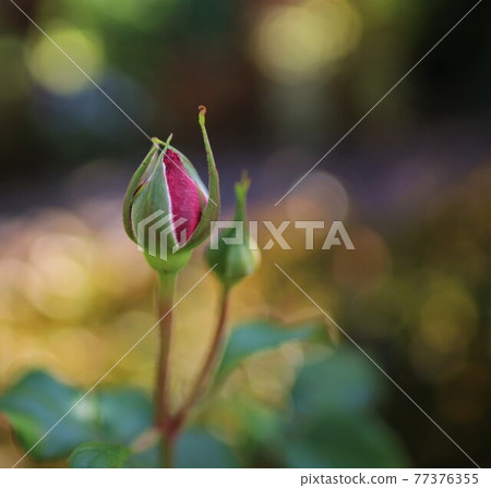 Buds in the garden Buds in the garden 77376355
