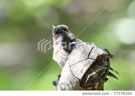 Japanese pygmy woodpecker with two red lines _Japanese Pygmy Woodpecker Japanese pygmy woodpecker with two red lines _Japanese Pygmy Woodpecker 77376388