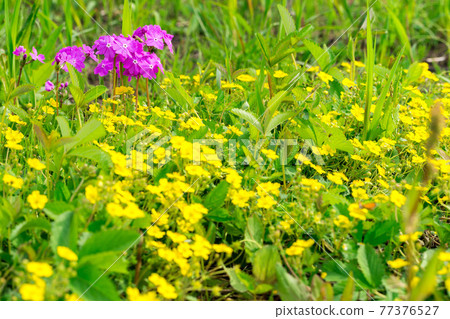 埼玉縣埼玉市特別天然紀念物但馬原櫻莊公園曳之笠 埼玉縣埼玉市特別天然紀念物但馬原櫻莊公園曳之笠 77376527