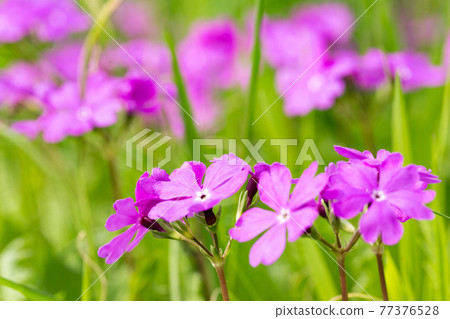 埼玉縣埼玉市特別天然紀念物但馬原櫻草公園 77376528