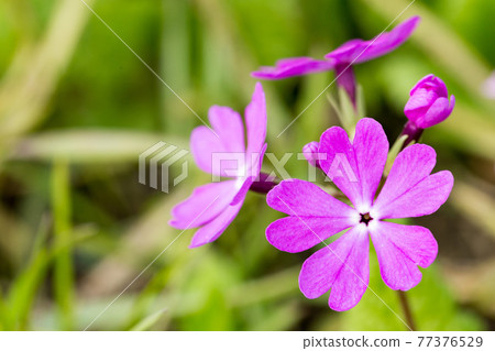 櫻花莊公園,埼玉縣埼玉市的特殊天然紀念物,但馬 gahara 櫻花莊公園,埼玉縣埼玉市的特殊天然紀念物,但馬 gahara 77376529
