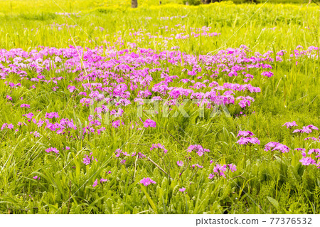 Saitama City, Saitama Prefecture Special Natural Monument Tajimagahara Primrose Park 77376532