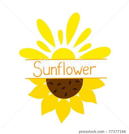 Yellow sunflowers, sun flat style, summer field agricultural plant simple vector hand drawn floral illustration, typography lettering, banner template Yellow sunflowers, sun flat style, summer field agricultural plant simple vector hand drawn floral illustration, typography lettering, banner template 77377166