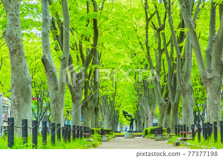 仙台市春天定禪寺通 77377198