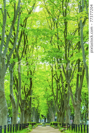 Sendai City Spring Jozenji-dori Sendai City Spring Jozenji-dori 77377204