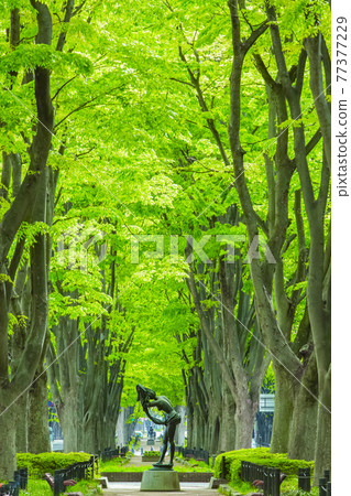 仙台市春天定禪寺通 77377229