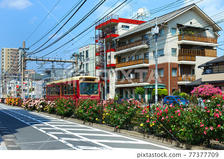 Colorful rose flowers and trams along the Toden line Colorful rose flowers and trams along the Toden line 77377709