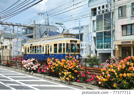 Colorful rose flowers and trams along the Toden lottery 77377711