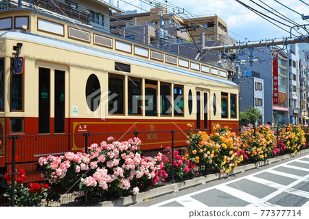 五顏六色的玫瑰花和都電彩票沿線的電車 五顏六色的玫瑰花和都電彩票沿線的電車 77377714