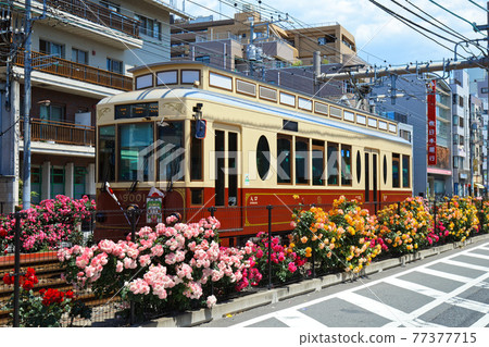 Colorful rose flowers and trams along the Toden lottery 77377715