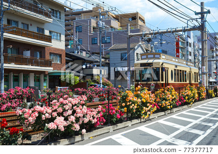 Colorful rose flowers and trams along the Toden lottery Colorful rose flowers and trams along the Toden lottery 77377717