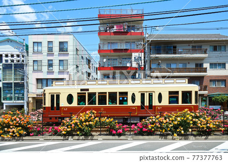 Colorful rose flowers and trams along the Toden lottery Colorful rose flowers and trams along the Toden lottery 77377763