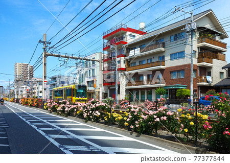 色彩繽紛的玫瑰花和都電沿線的電車 77377844