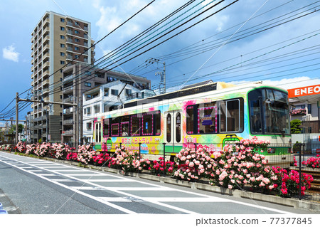 色彩繽紛的玫瑰花和都電沿線的電車 色彩繽紛的玫瑰花和都電沿線的電車 77377845
