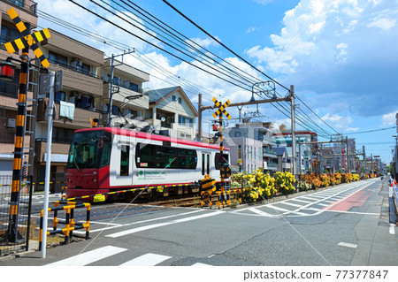 色彩繽紛的玫瑰花和都電沿線的電車 色彩繽紛的玫瑰花和都電沿線的電車 77377847
