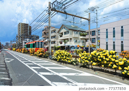 色彩繽紛的玫瑰花和都電沿線的電車 色彩繽紛的玫瑰花和都電沿線的電車 77377850