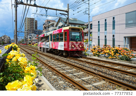 色彩繽紛的玫瑰花和都電沿線的電車 色彩繽紛的玫瑰花和都電沿線的電車 77377852