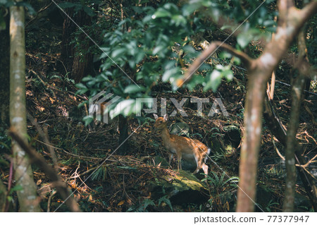 A child deer found in a car on Yakushima A child deer found in a car on Yakushima 77377947